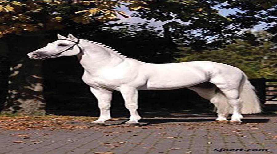 حصان عربى تبرز ملامحه الأصيلة المميزة بوضوح أثناء وقفته