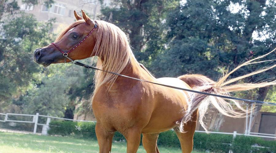 الحصان ملاك من احصنة محطة الزهراء صورة بعدسة محمد عبده